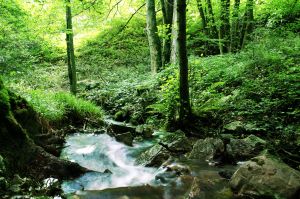Wood Between Worlds
